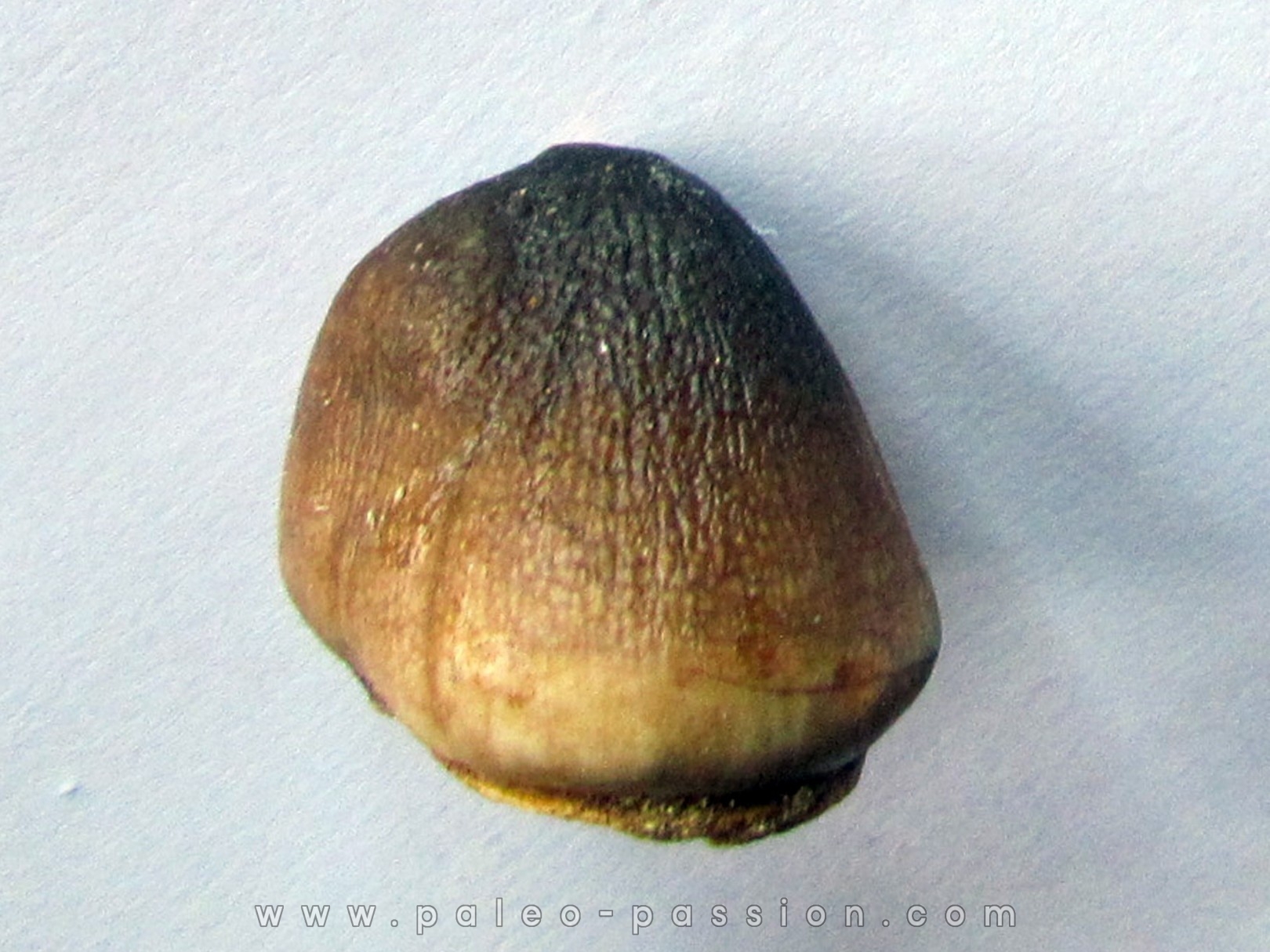 MOSASAURE  tooth Globidens phosphaticus (2) MOSASAURE  tooth Globidens phosphaticus (2)