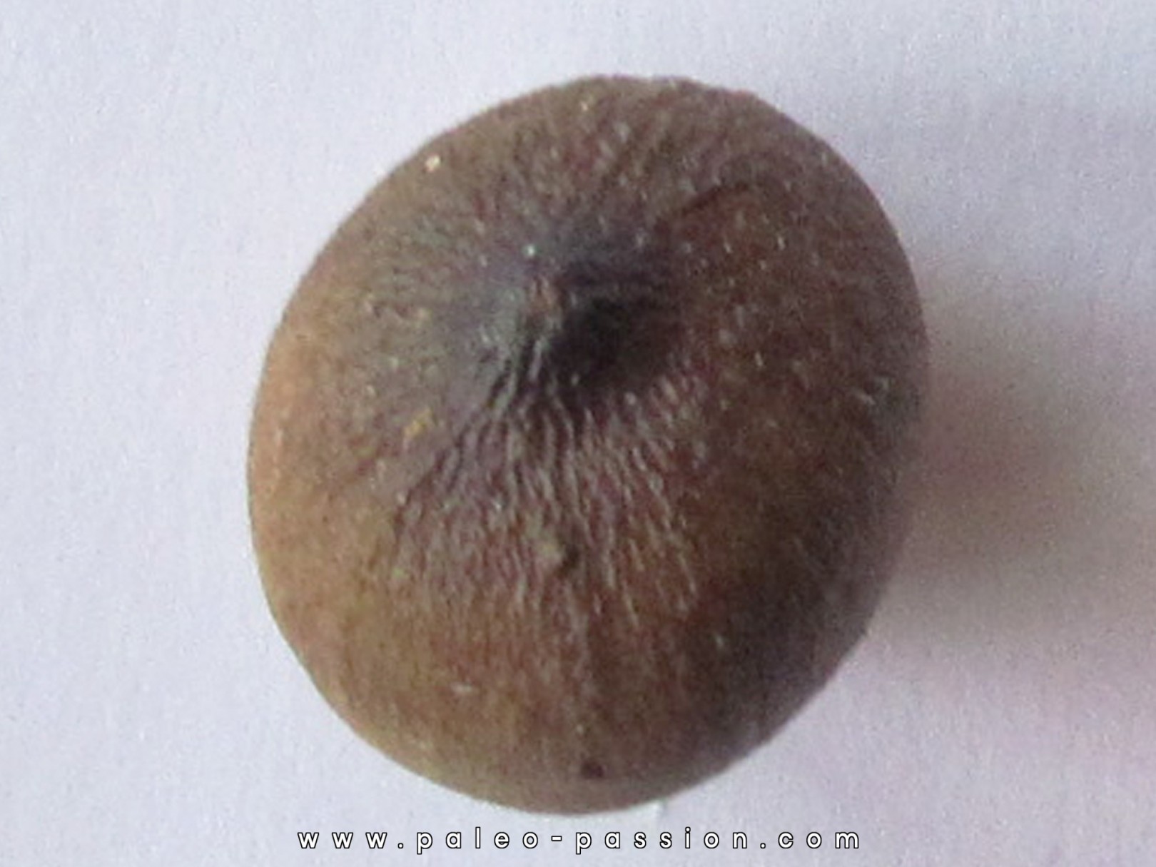 MOSASAURE  tooth Globidens phosphaticus (6) MOSASAURE  tooth Globidens phosphaticus (6)