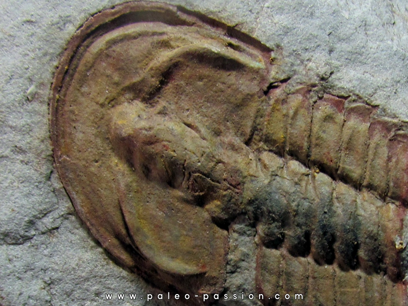 bondonella sdzuyi bondonella sdzuyi