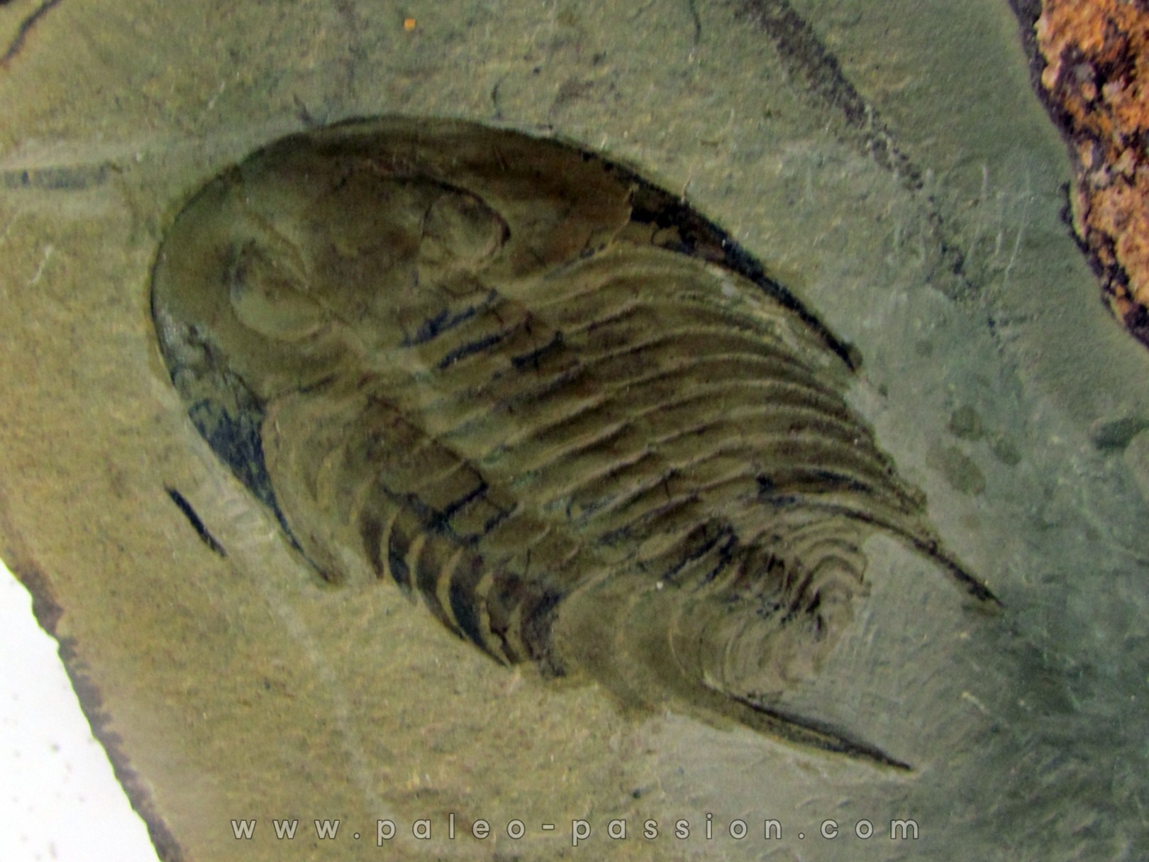 neltneria termieri (1) neltneria termieri (1)