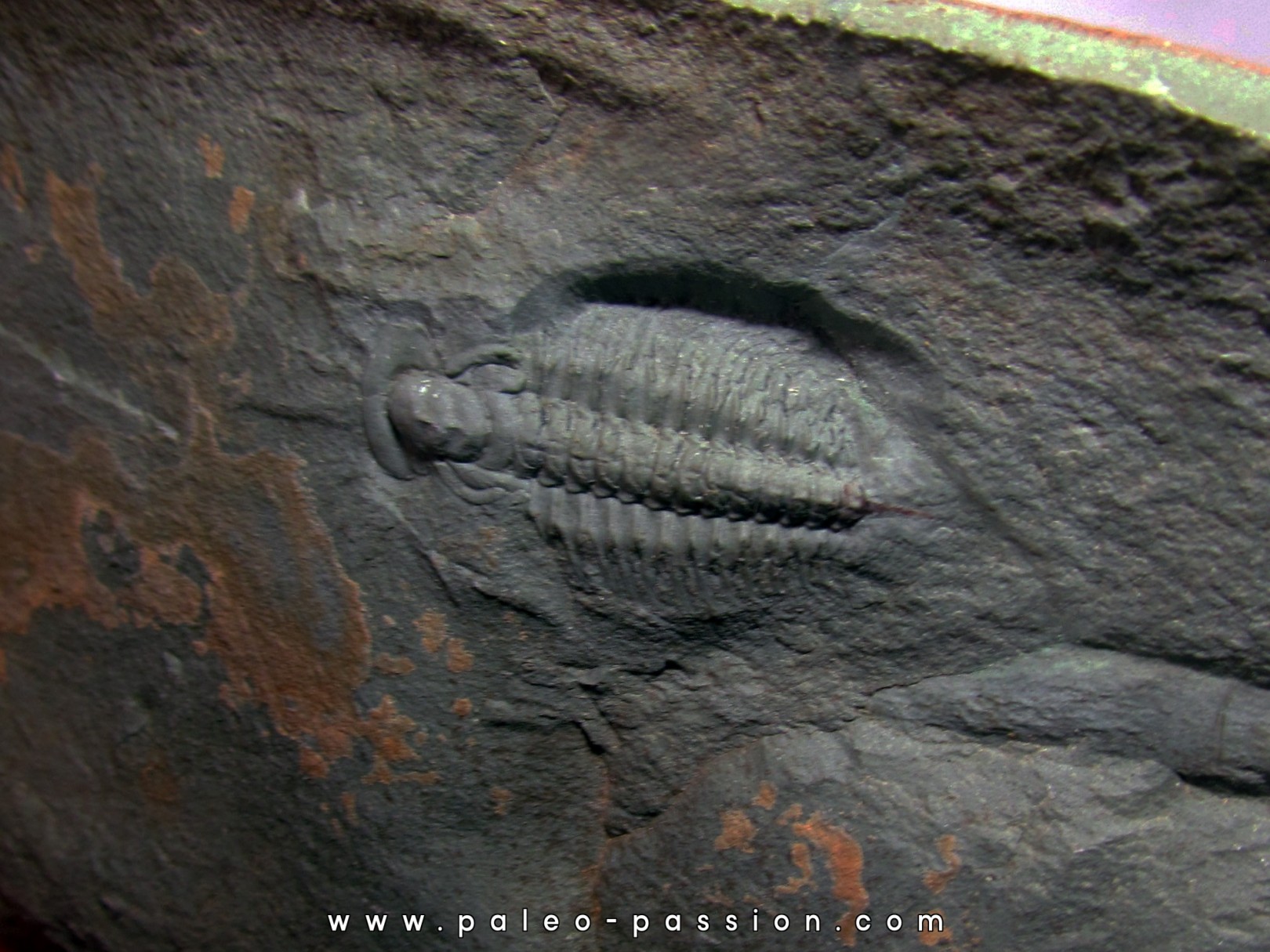 longianda  termieri (1) longianda  termieri (1)