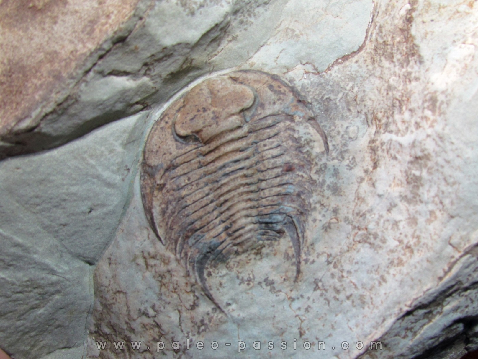 neltneria termieri (2) neltneria termieri (2)