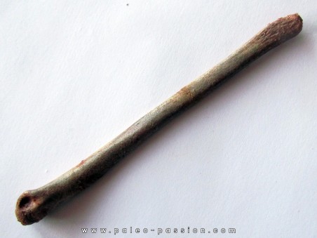 PTEROSAUR bone: Alanqa saharica (1)