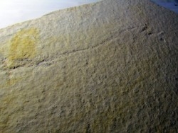 horseshoe crab foot print