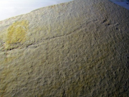 horseshoe crab foot print 