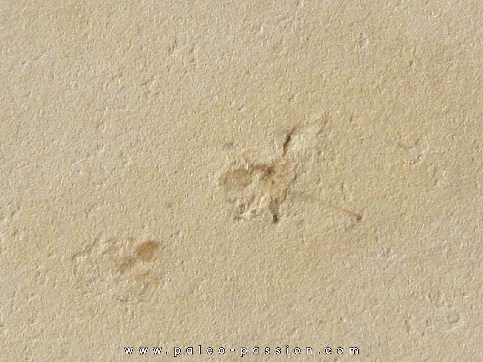 Araignée et feuille - Wyoming - USA Araignée et feuille - Wyoming - USA