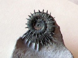 Porpoceras verticosum