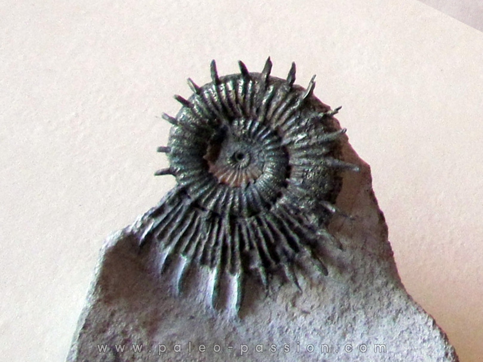 Porpoceras verticosum