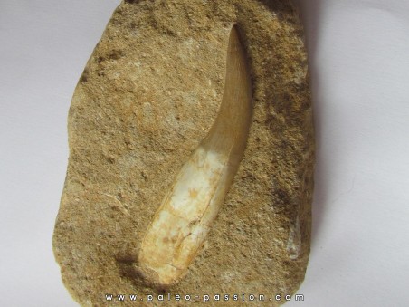 dent d'elasmosaure: zarafasaura oceanis (1)