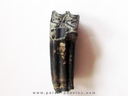dent de Equus complicatus  (4)