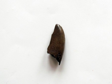 dent de dinosaure Gorgosaurus libratus (1)