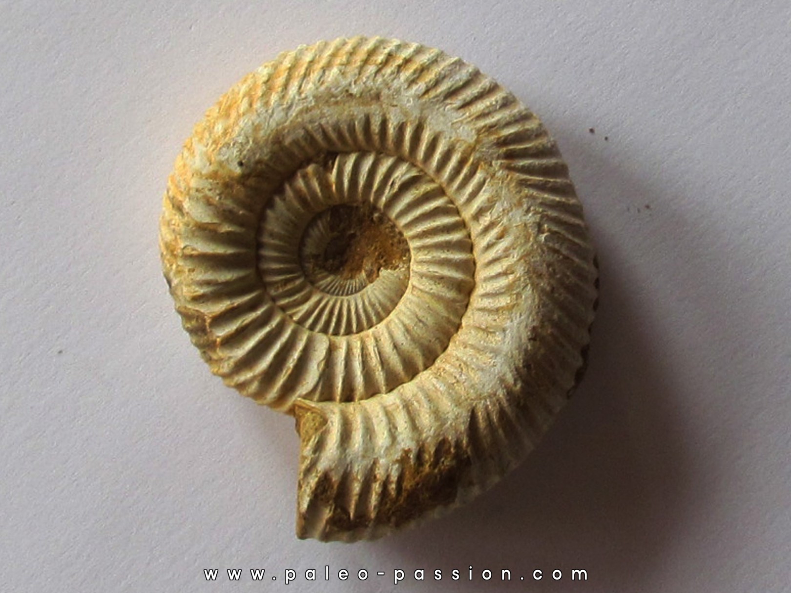 KRANAOSPHINCTES (PACHYPLANULITES) RABEI KRANAOSPHINCTES (PACHYPLANULITES) RABEI