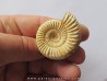 KRANAOSPHINCTES (PACHYPLANULITES) RABEI KRANAOSPHINCTES (PACHYPLANULITES) RABEI