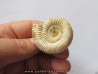 KRANAOSPHINCTES (PACHYPLANULITES) RABEI KRANAOSPHINCTES (PACHYPLANULITES) RABEI