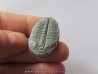 ELRATHIA KINGI ELRATHIA KINGI