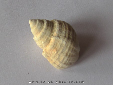 Microschiza clathrata