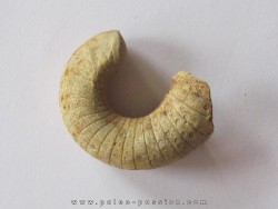 plectoceras robertsoni