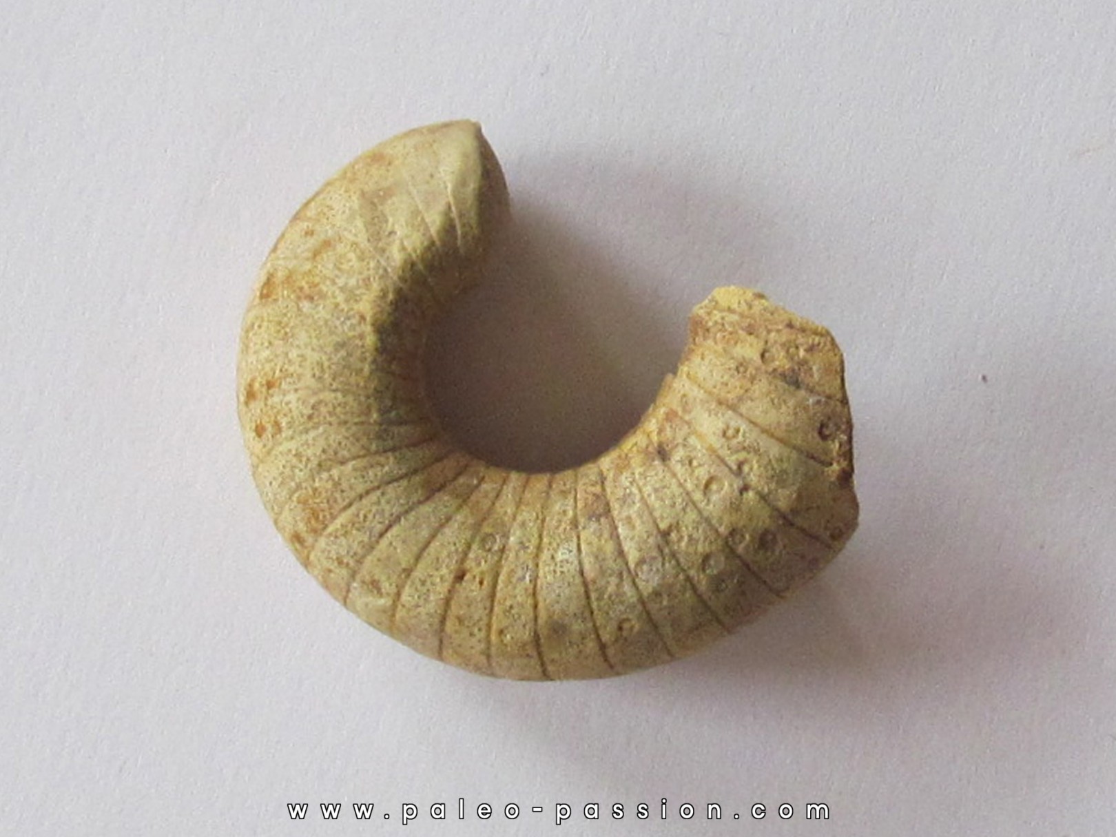 plectoceras robertsoni