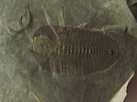 Bathyuriscus fimbriatus (1)