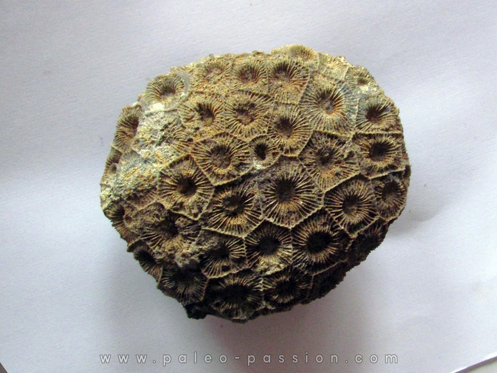 hexagomania mirabilis (2)