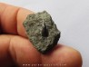 ichthyosaur tooth : Stenopterygius