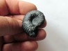 colchidites sp. colchidites sp.