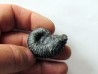 colchidites sp. colchidites sp.