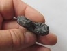 colchidites sp. colchidites sp.