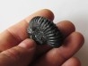 colchidites sp. colchidites sp.