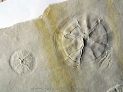 Méduse DISCALIA sp.