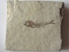 Leptolepis voithi - kimmeridgien  - Orbagnoux (1) Leptolepis voithi - kimmeridgien  - Orbagnoux (1)
