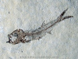 Leptolepis voithi - kimmeridgien  - Orbagnoux (1)