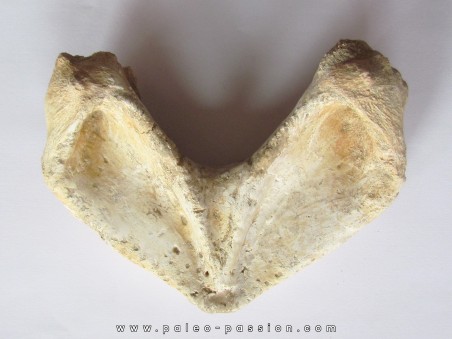 mandibule de tortue:  bothremys sp.