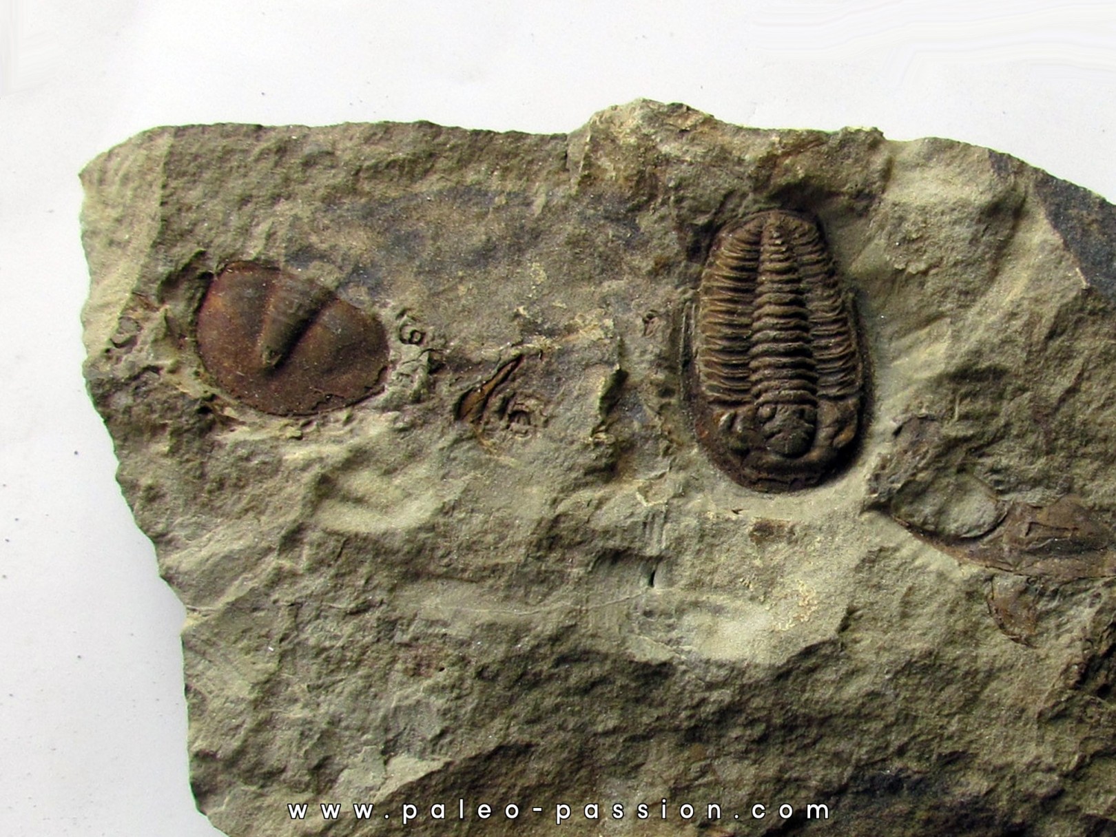 euloma sp. (1) euloma sp. (1)