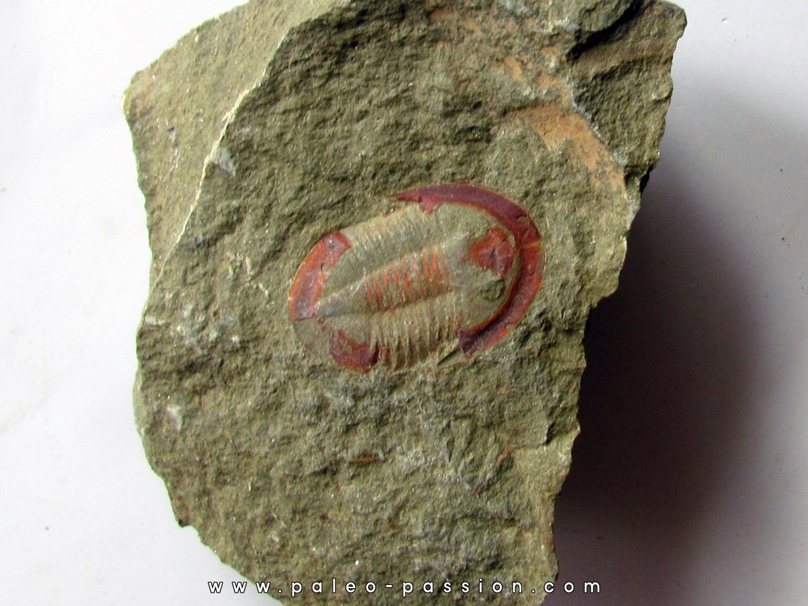 Asaphellus fezouatensis (1) Asaphellus fezouatensis (1)