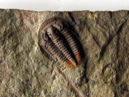 euloma sp. (2)