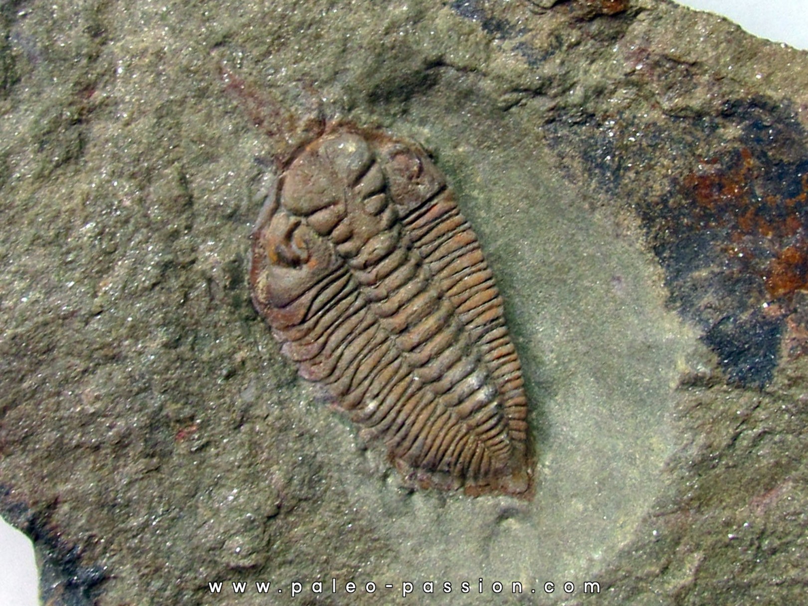 Ormathops cf. clariondi  (1) Ormathops cf. clariondi  (1)