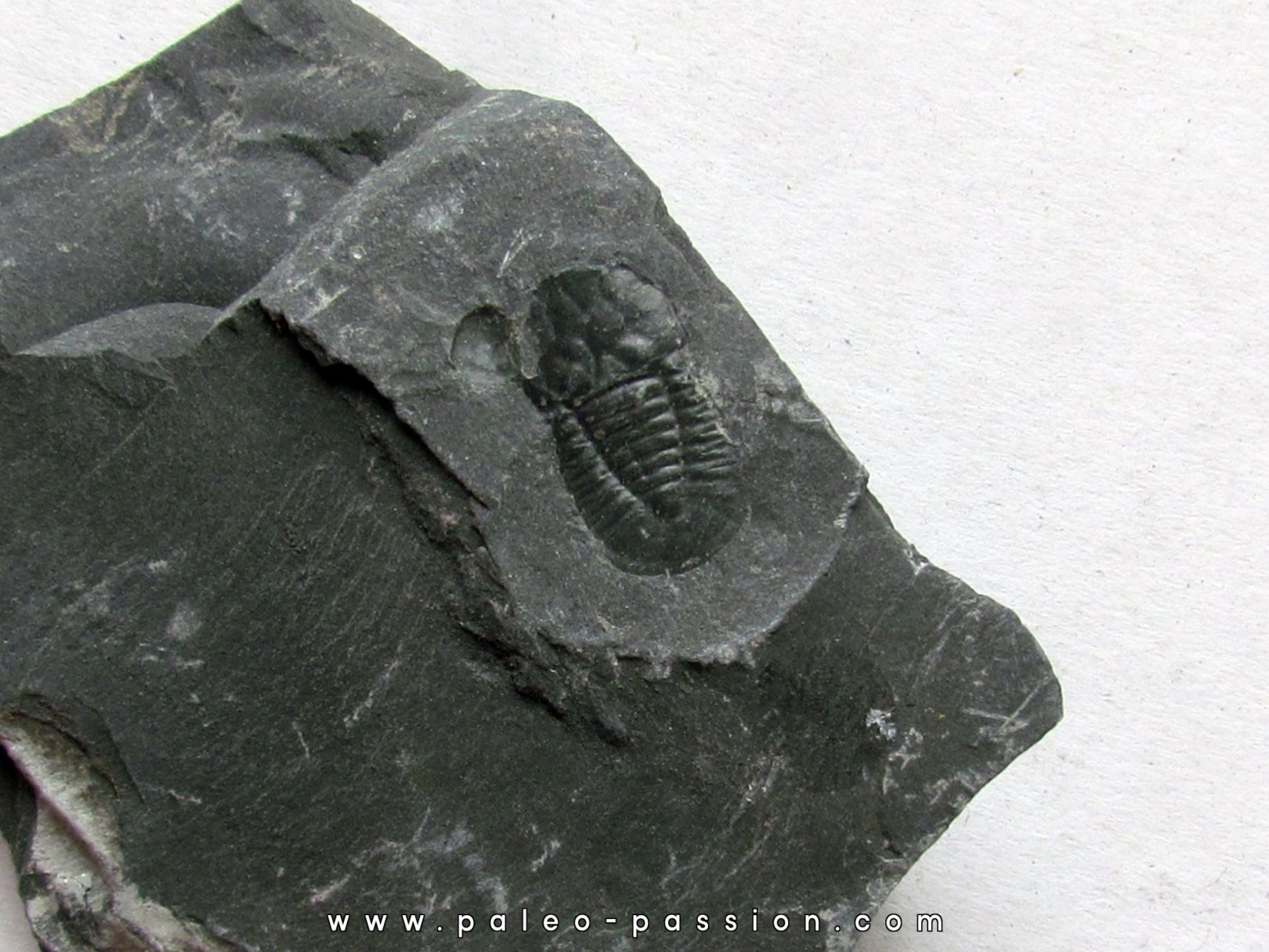 Cyclopyges aff. Sibilla  (1) Cyclopyges aff. Sibilla  (1)