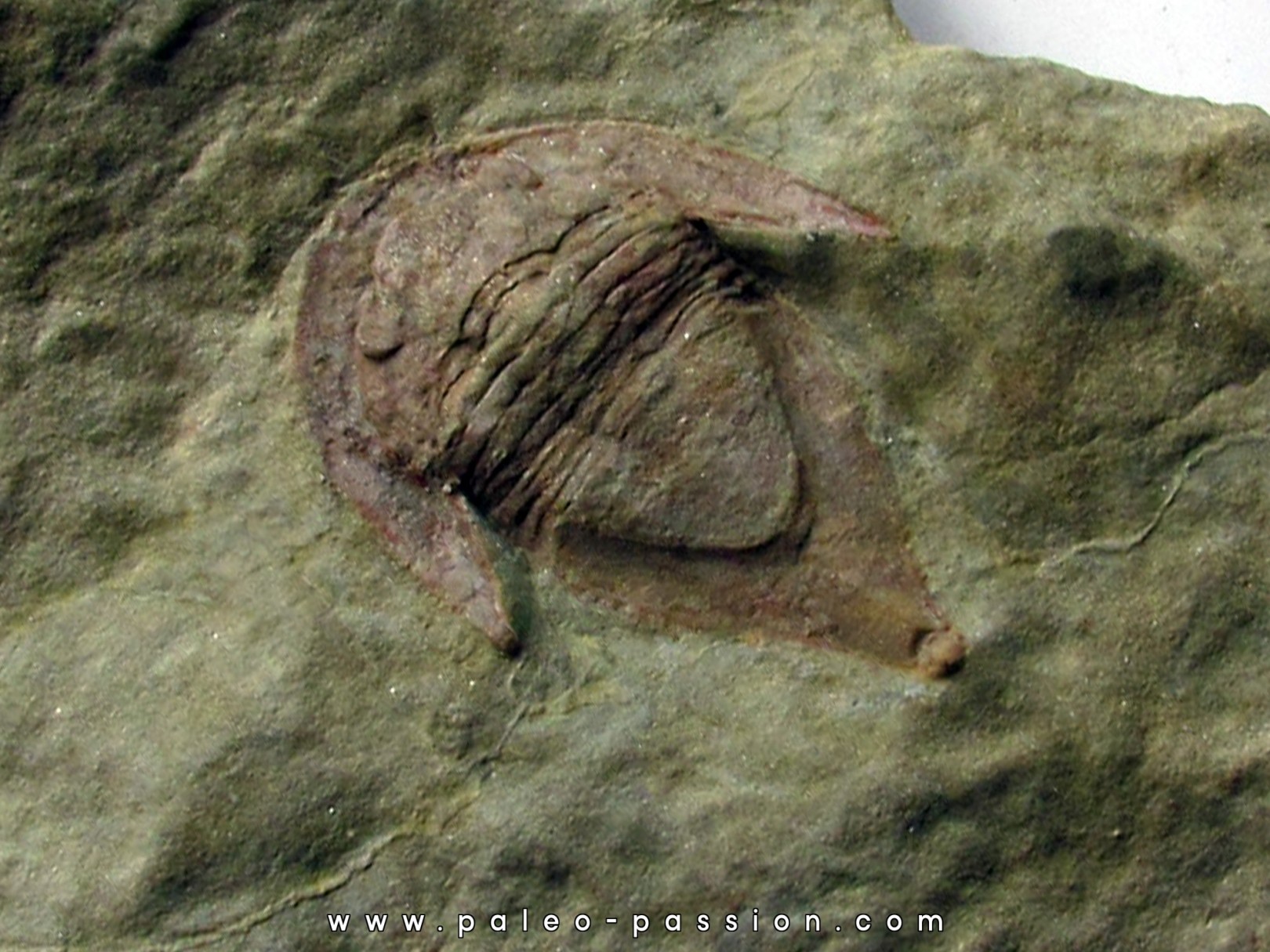 Kierarges Morrissoni   (1) Kierarges Morrissoni   (1)