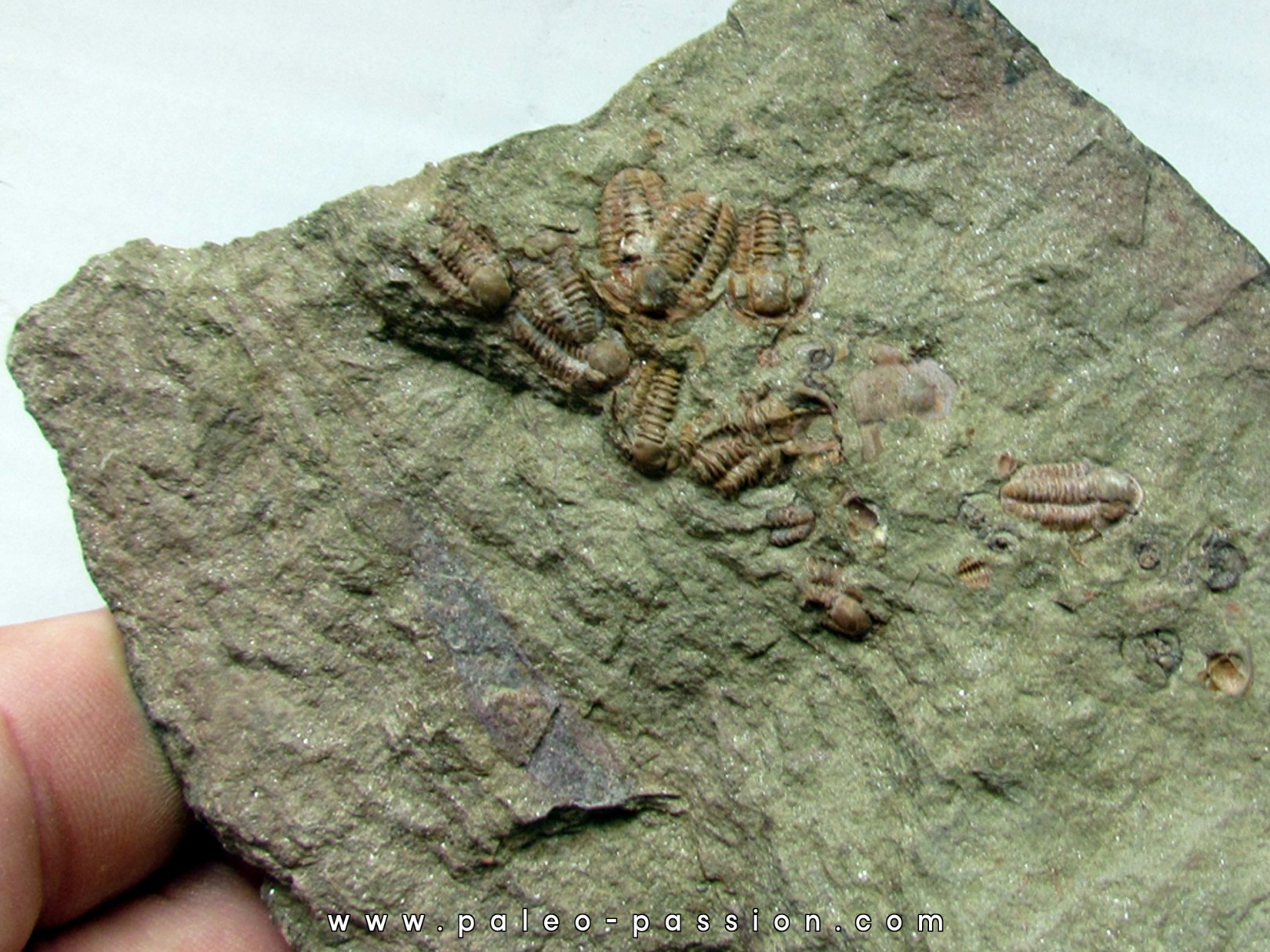 Agerina Quadrata  (2) Agerina Quadrata  (2)