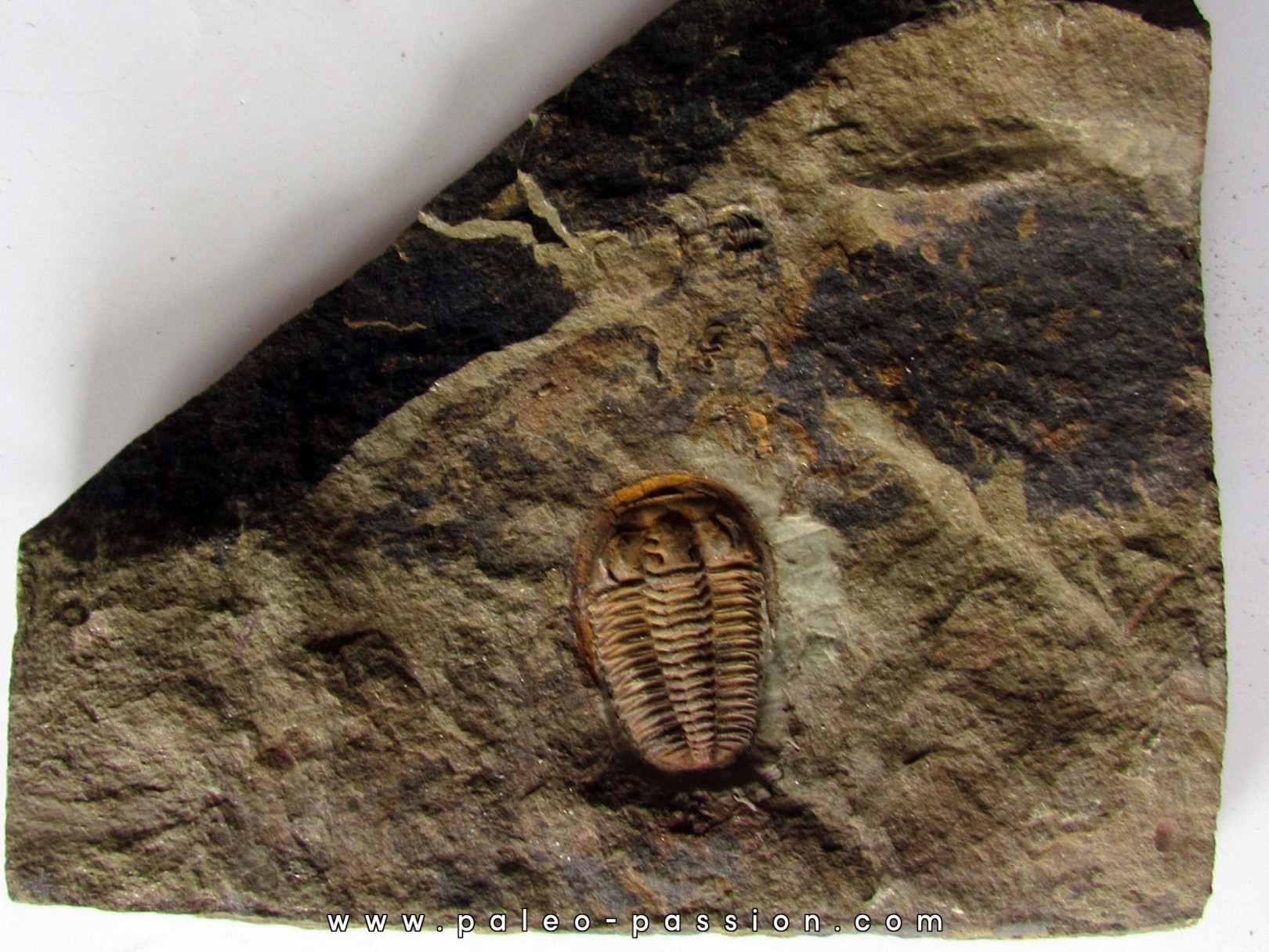 euloma sp. (3) euloma sp. (3)