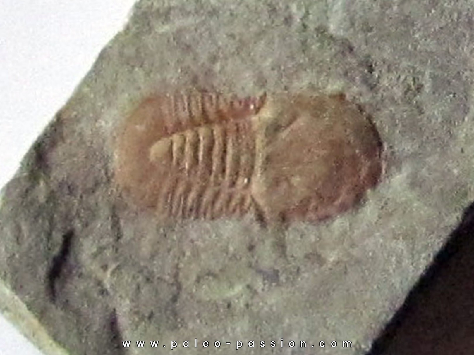 Cyclopyges aff. Sibilla (2) Cyclopyges aff. Sibilla (2)