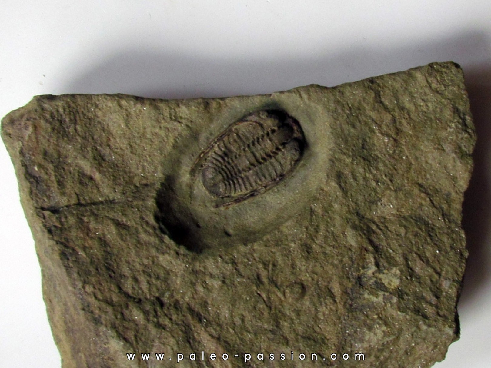 parabathycheilus cf. gallicus (2) parabathycheilus cf. gallicus (2)