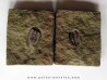 parabathycheilus cf. gallicus (3) parabathycheilus cf. gallicus (3)