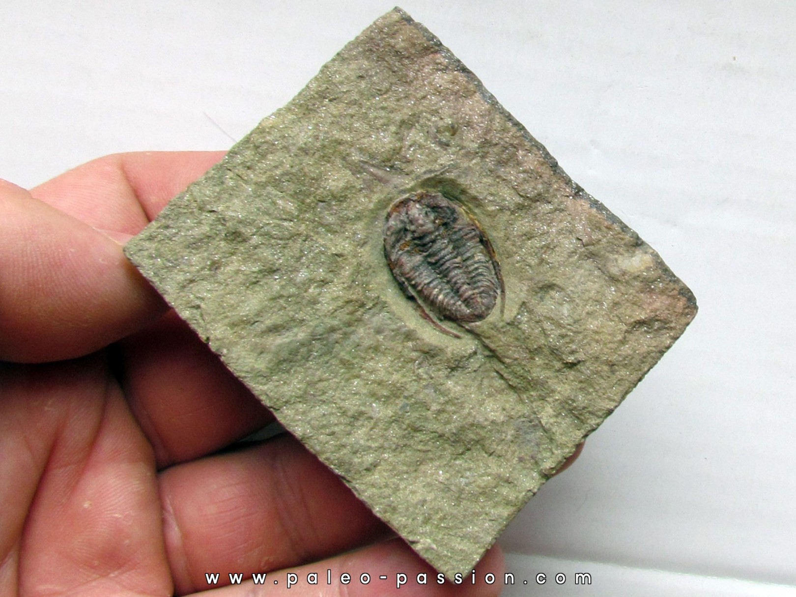 parabathycheilus cf. gallicus (3) parabathycheilus cf. gallicus (3)
