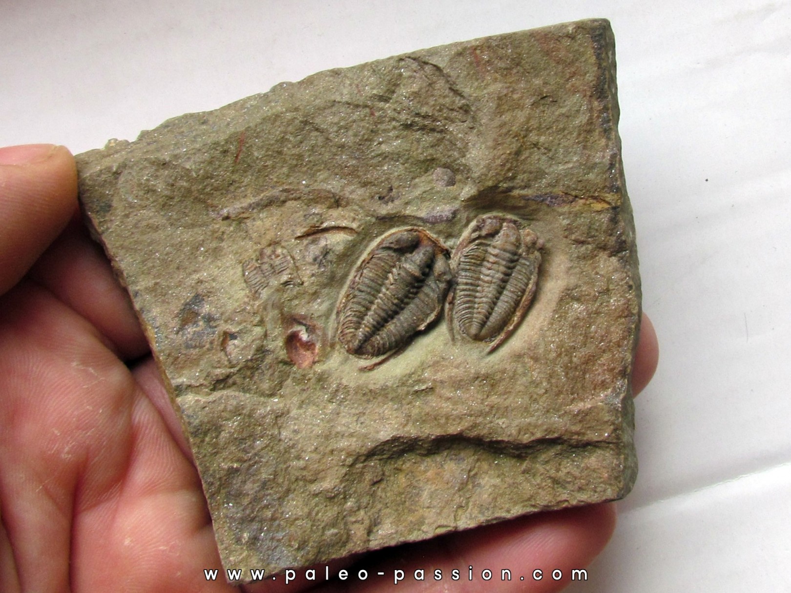 parabathycheilus cf. gallicus (4) parabathycheilus cf. gallicus (4)