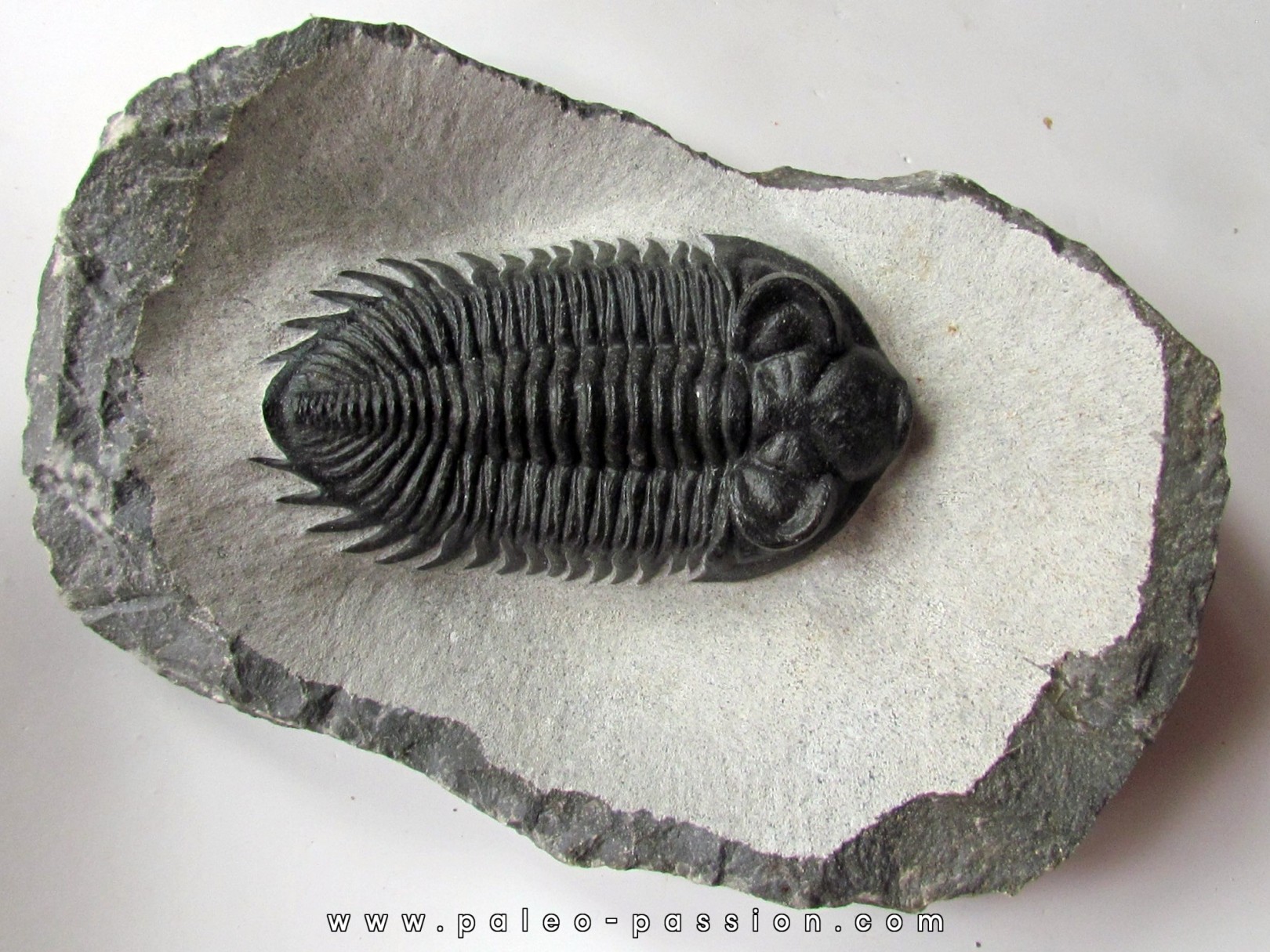 Coltraneia oufatenensis (3) Coltraneia oufatenensis (3)