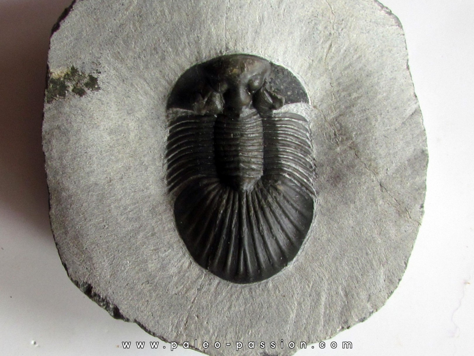 scabriscutellum hammadi scabriscutellum hammadi