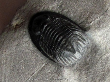 Phaetonellus planicauda