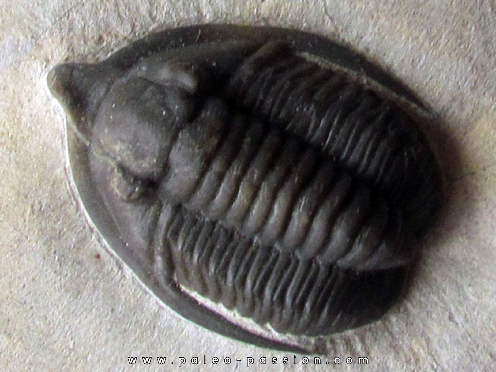 Diademaproetus antatlasius Diademaproetus antatlasius